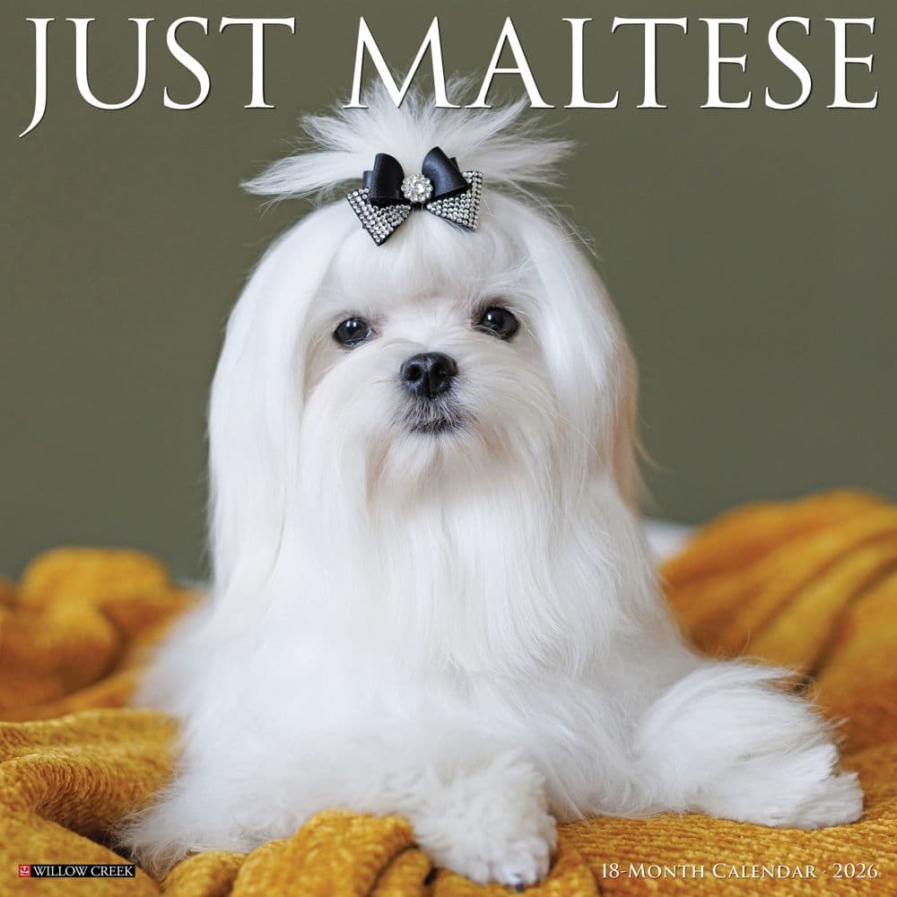 Just Maltese 2026 Wall Calendar Main Image