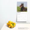 image Australian Kelpies 2025 Wall Calendar