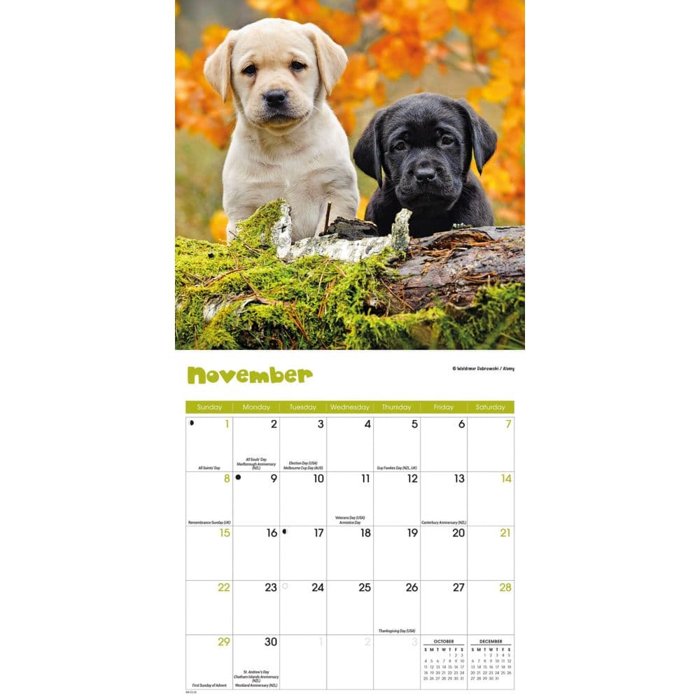 Puppies 2026 Mini Wall Calendar Fourth Alternate Image