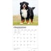 image Bernese Mountain Dogs 2027 Wall Calendar Third Alternate Image