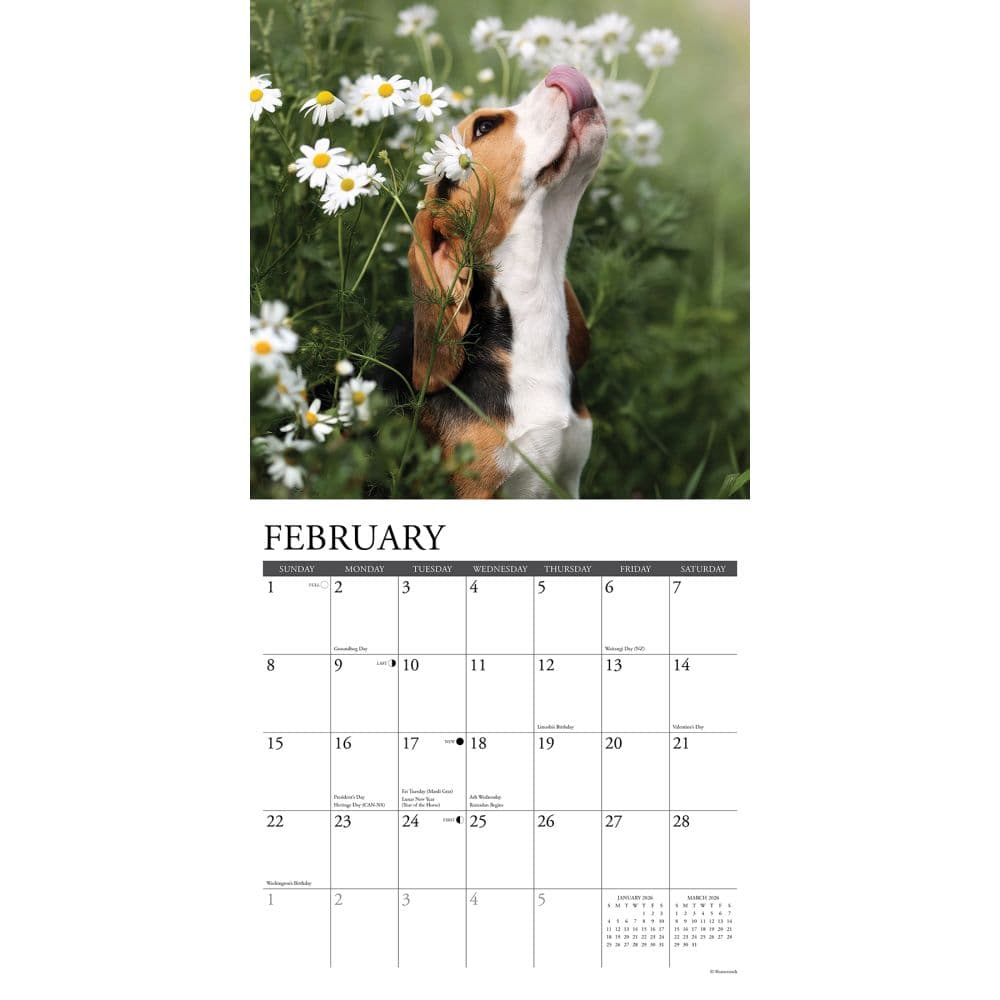Just Beagle Puppies 2026 Wall Calendar Second Alternate Image
