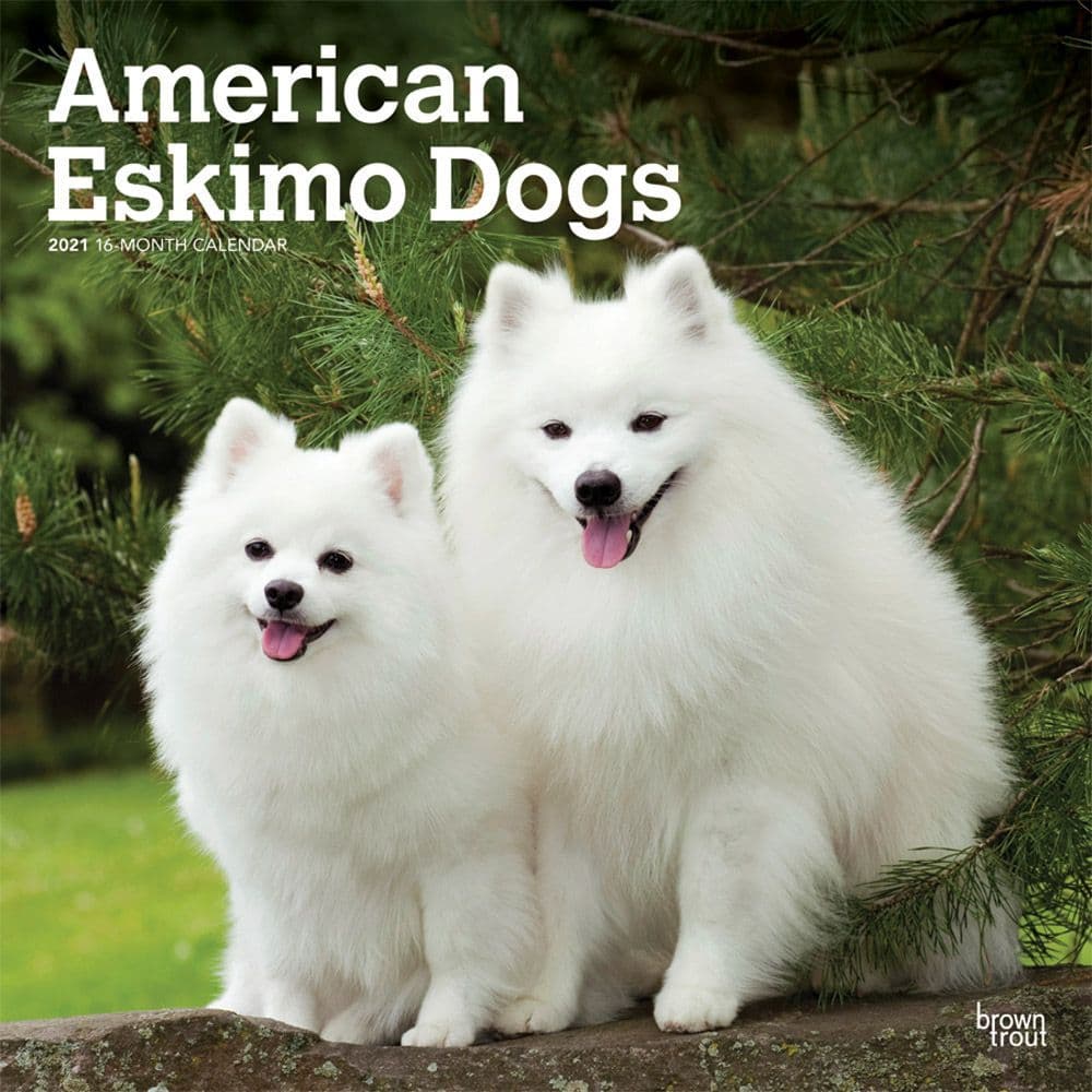 american eskimo