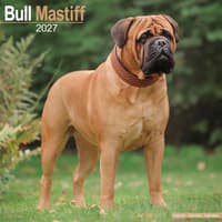 image Bull Mastiff 2027 Wall Calendar Main Product Image