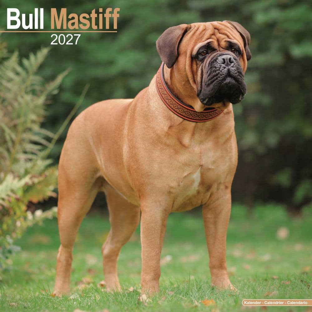 image Bull Mastiff 2027 Wall Calendar Main Product Image