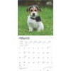 image Jack Russell Terrier Puppies 2025 Wall Calendar Second Alternate Image