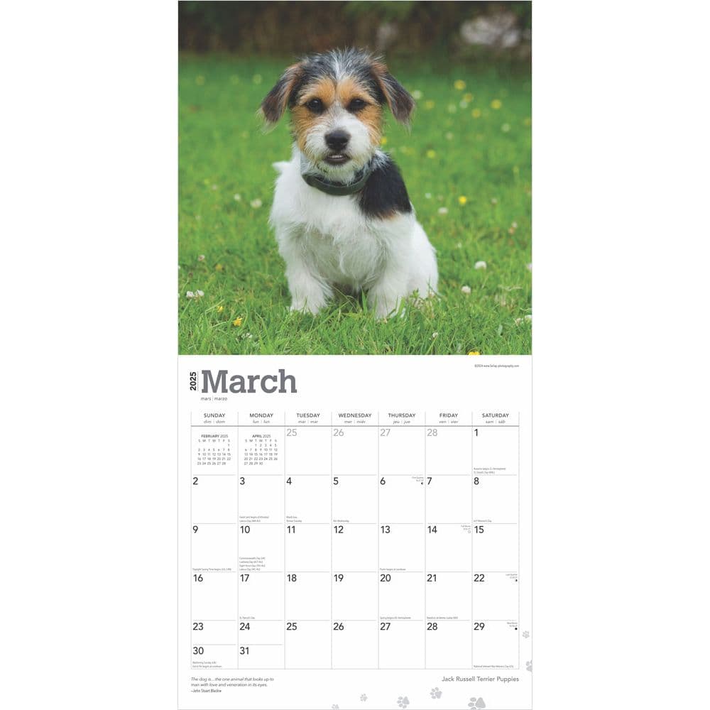 Jack Russell Terrier Puppies 2025 Wall Calendar Second Alternate Image