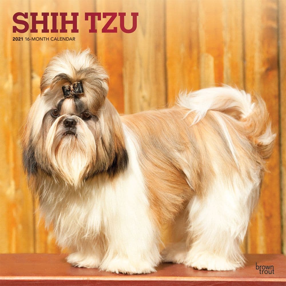 Shih Tzu Wall Calendar
