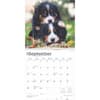 image Bernese Mountain Dogs 2025 Wall Calendar Second Alternate Image width=&quot;1000&quot; height=&quot;1000&quot;