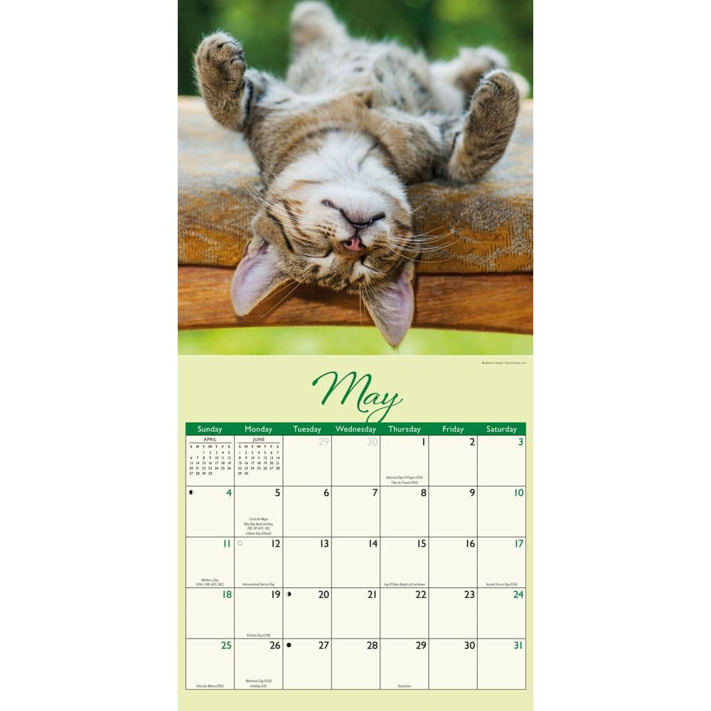 Naptime 2025 Wall Calendar Second Alternate Image width=&quot;1000&quot; height=&quot;1000&quot;