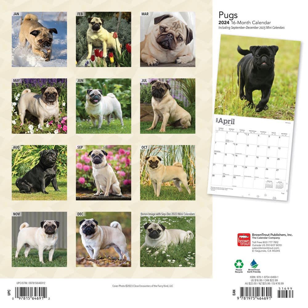 Pugs 2024 Wall Calendar