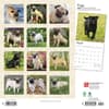 image Pugs 2024 Wall Calendar First Alternate Image width=&quot;1000&quot; height=&quot;1000&quot;