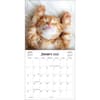 image Curious Kittens 2025 Wall Calendar