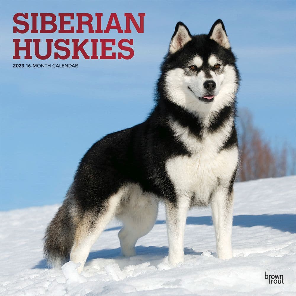BrownTrout Siberian Huskies 2023 Square Wall Calendar