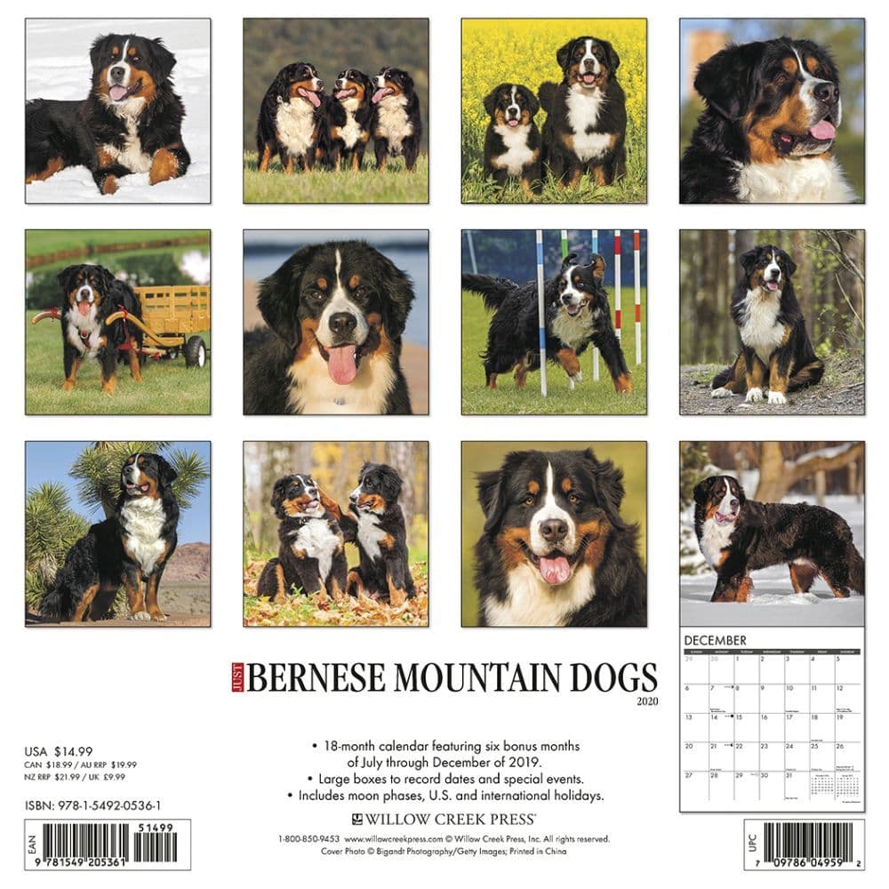 Just Bernese Mountain Dogs Wall Calendar