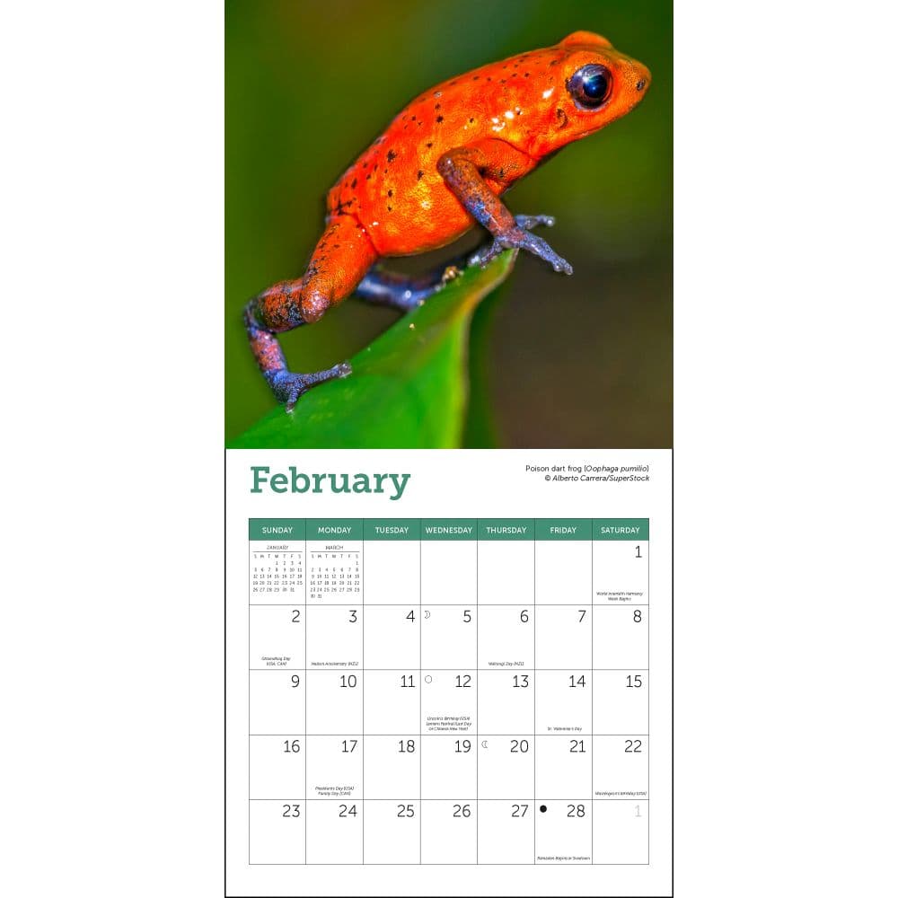 Frogs 2025 Mini Wall Calendar