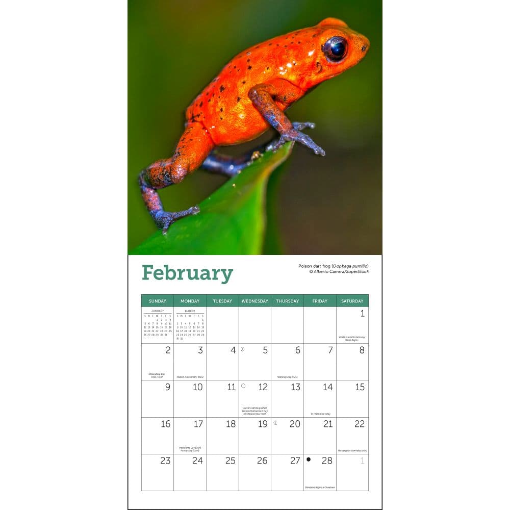 Frogs 2025 Mini Wall Calendar Second Alternate Image width="1000" height="1000"