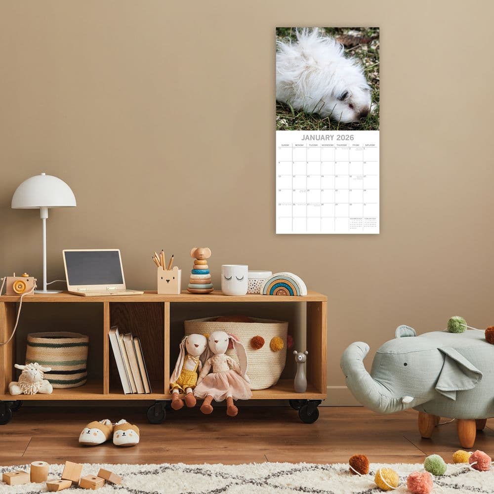 Guinea Pigs 2026 Wall Calendar Second Alternate image