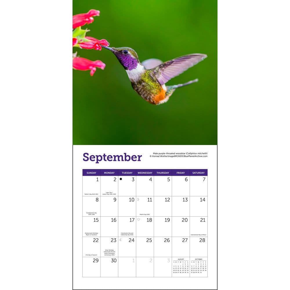 Hummingbirds 2024 Mini Wall Calendar alternate  3