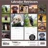 image Labrador Retrievers Photo 2025 Wall Calendar