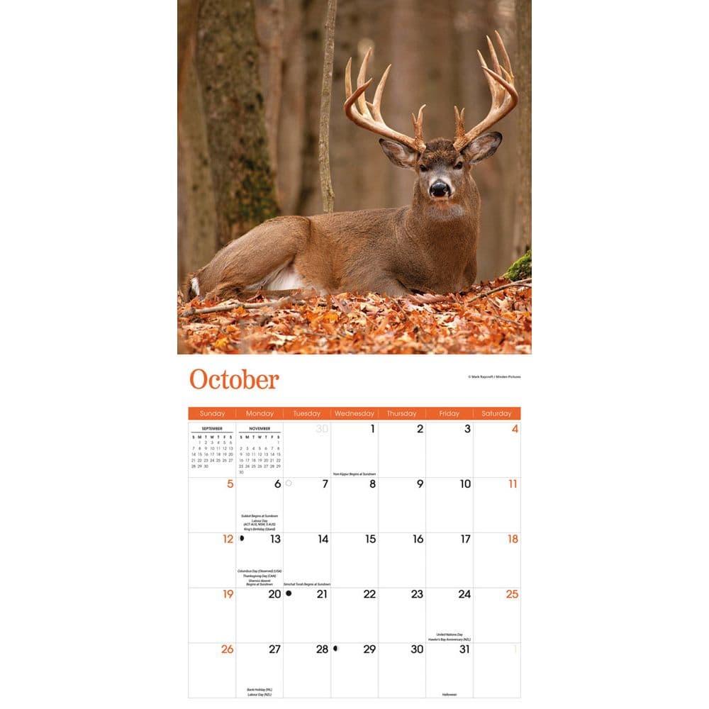 White Tailed Deer 2025 Wall Calendar Fourth Alternate Image width=&quot;1000&quot; height=&quot;1000&quot;