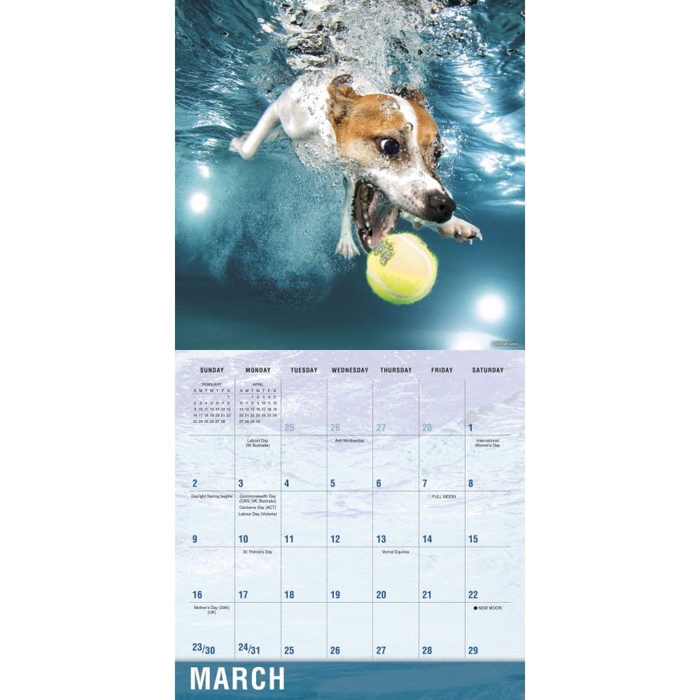 Underwater Dogs by Seth Casteel 2025 Wall Calendar Second Alternate Image width=&quot;1000&quot; height=&quot;1000&quot;