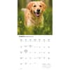 image Golden Retrievers 2026 Wall Calendar Second Alternate Image