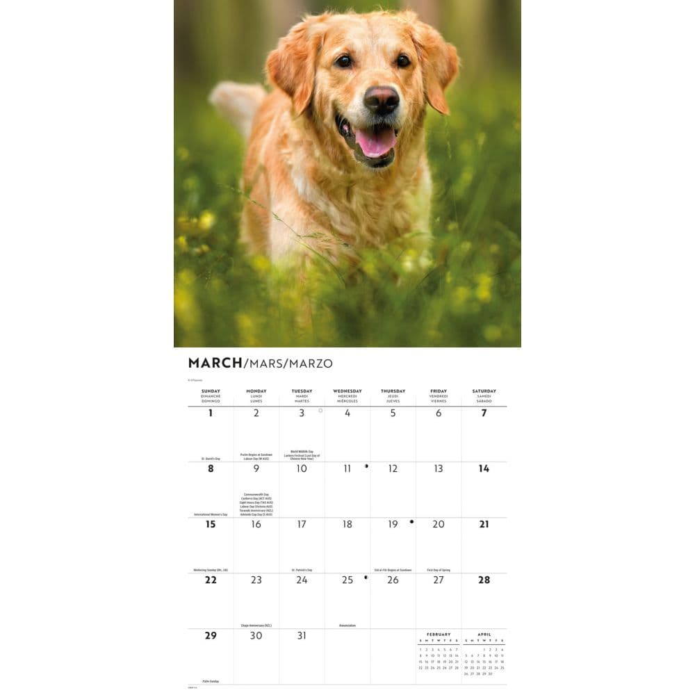 Golden Retrievers 2026 Wall Calendar Second Alternate Image
