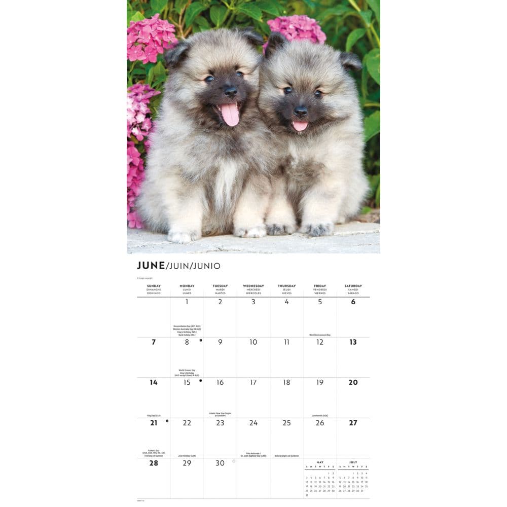 Puppy Pals Plato Special Value 2026 Wall Calendar Third Alternate Image