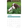 image English Springer Spaniels 2024 Wall Calendar Second Alternate Image width=&quot;1000&quot; height=&quot;1000&quot;