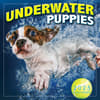 image Underwater Puppies By Seth Casteel 2025 Mini Wall Calendar Main Product Image width=&quot;1000&quot; height=&quot;1000&quot;