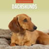 image Dachshunds 2026 Wall Calendar Main Product Image