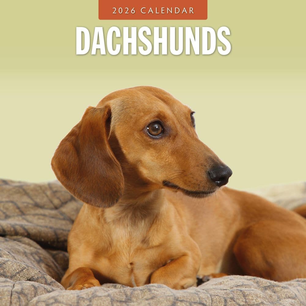 Dachshunds 2026 Wall Calendar Main Product Image