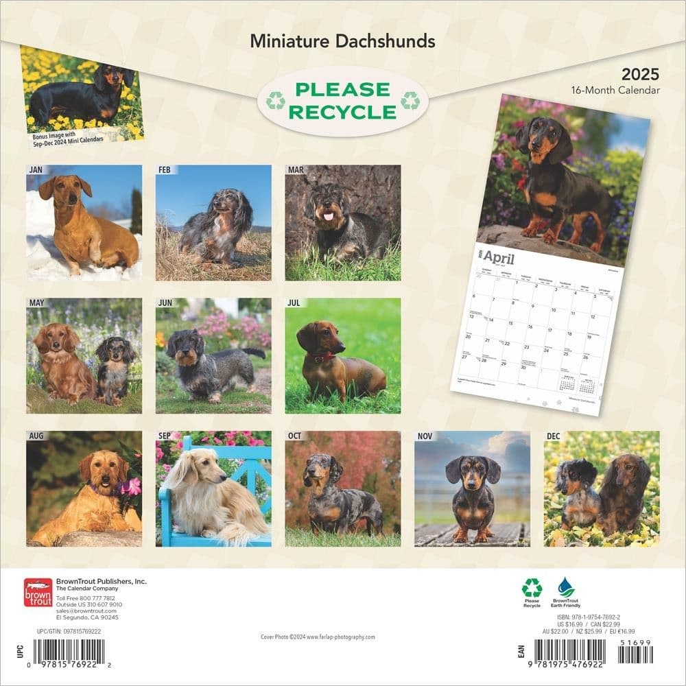 Miniature Dachshunds 2025 Wall Calendar First Alternate Image