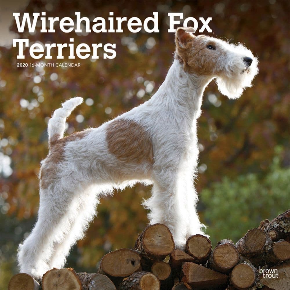 Fox Terriers Wire Wall Calendar Calendars Com