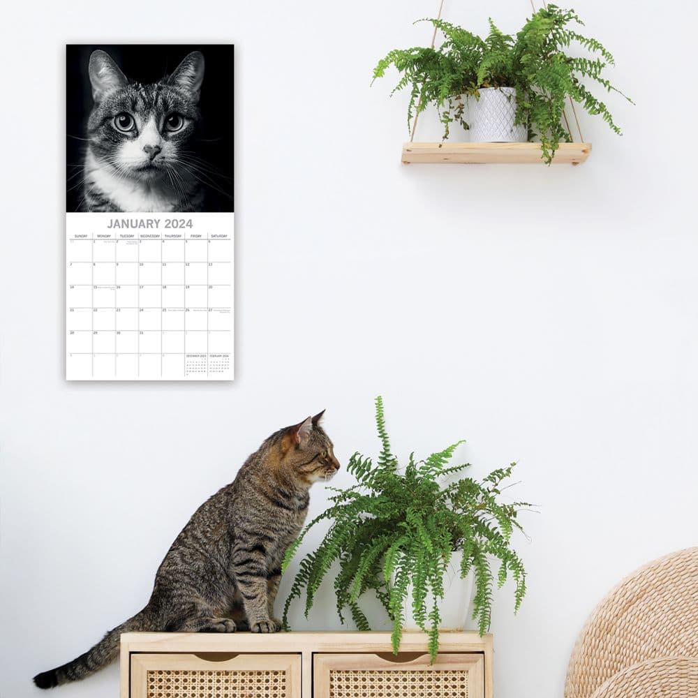 Cat Portraits 2024 Wall Calendar on a wall