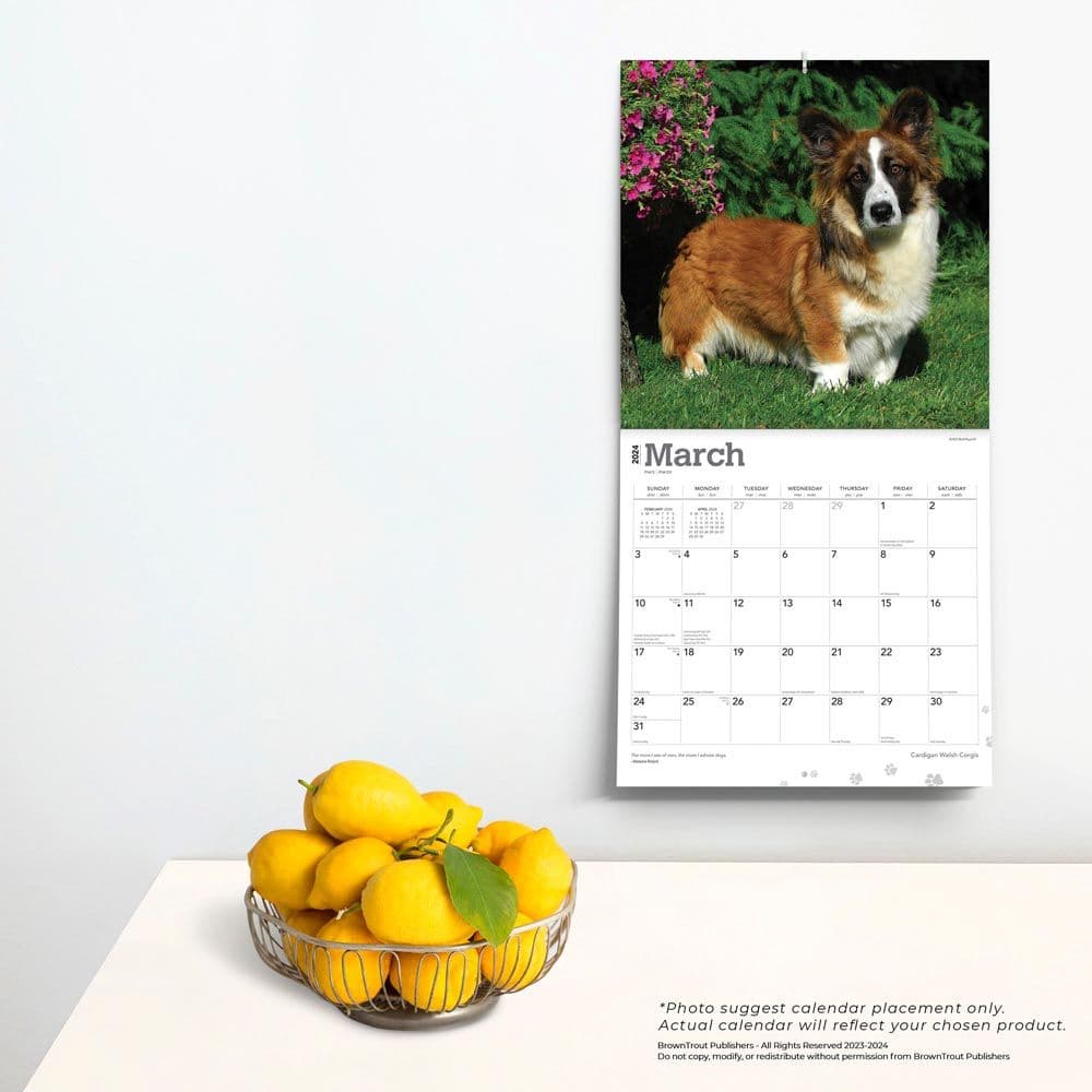 Welsh Cardigan 2024 Wall Calendar