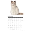 image Ragdoll Cats 2026 Wall Calendar Second Alternate Image