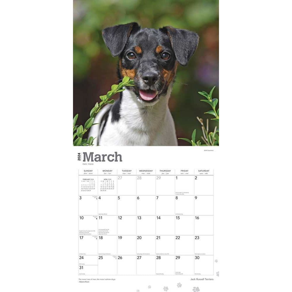 Jack Russell Terriers 2024 Wall Calendar