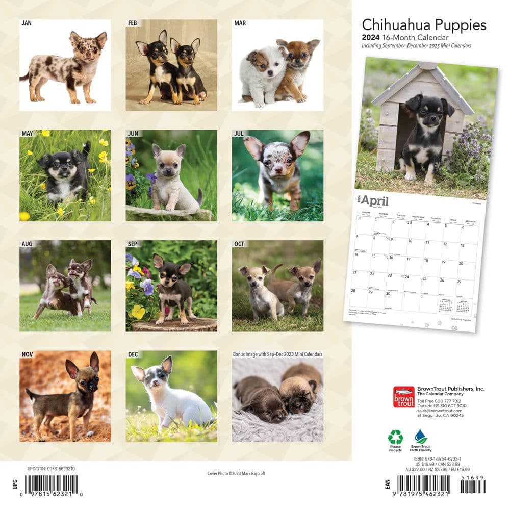 Chihuahua Puppies 2024 Wall Calendar