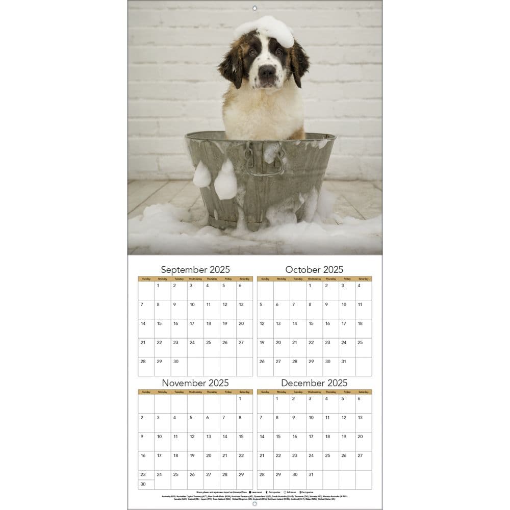 Rachael Hale Loveable Dogs 2026 Wall Calendar Second Alternate Image