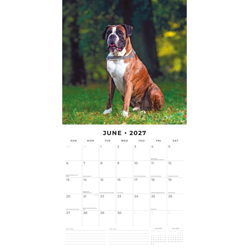 Boxers 2027 Wall Calendar Second Alternate Image