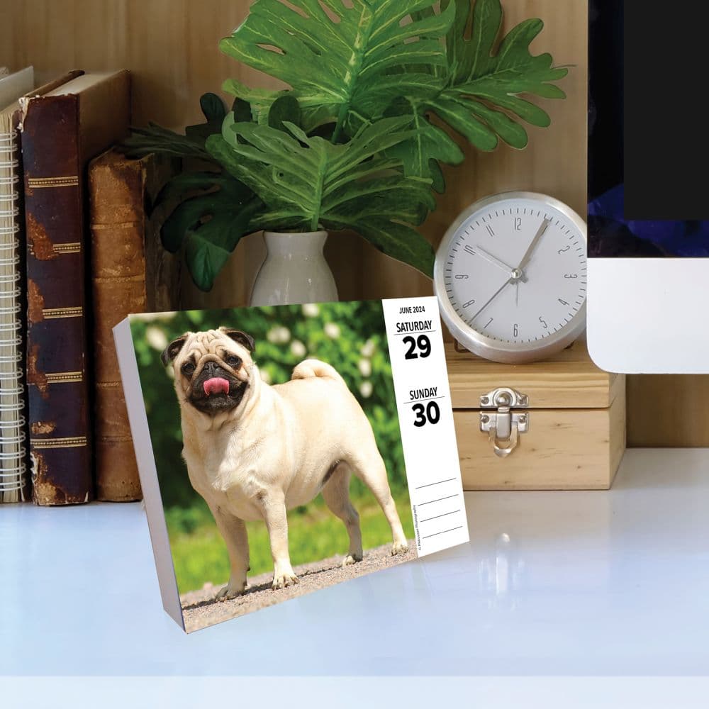 Just Pugs 2024 Desk Calendar