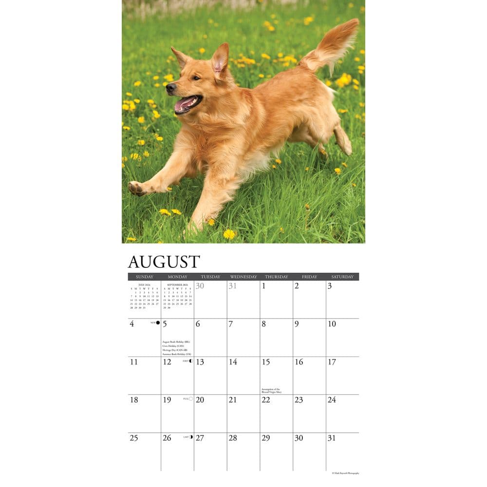 Just Goldens 2024 Wall Calendar