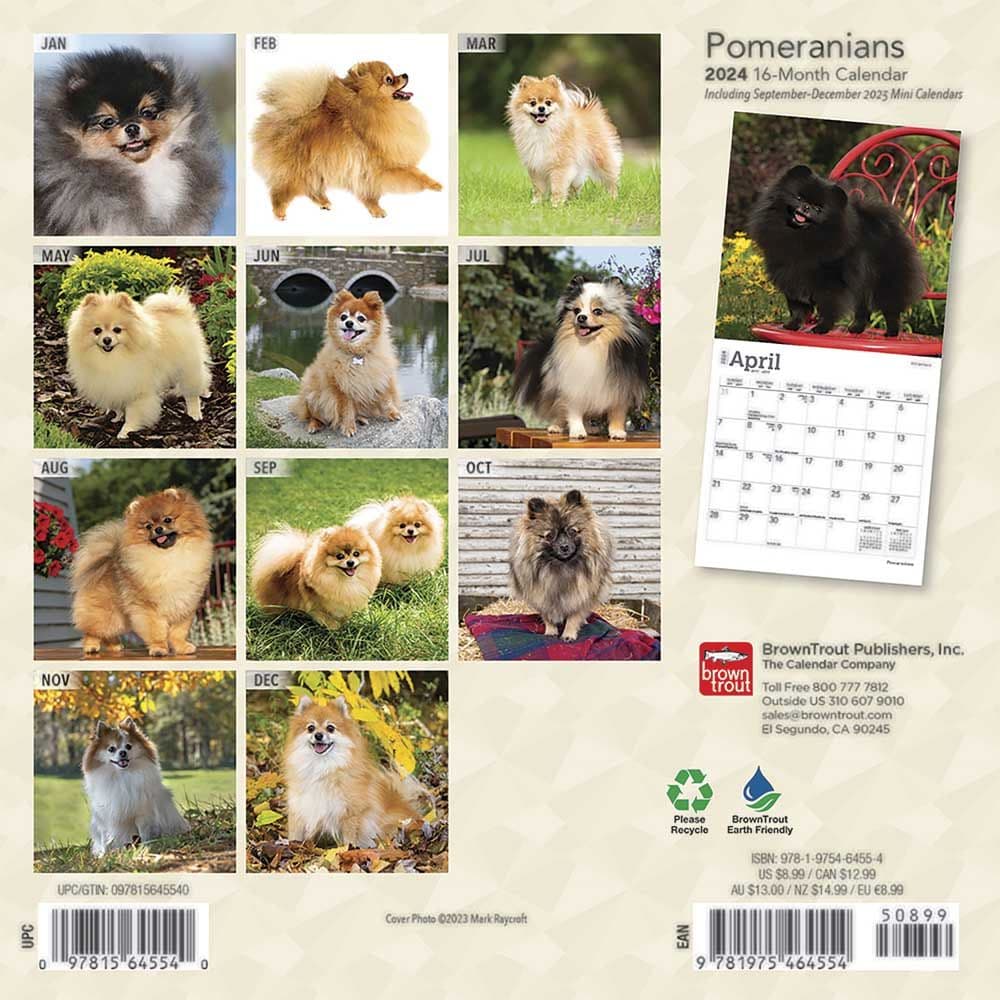 Pomeranian 2024 Mini Wall Calendar