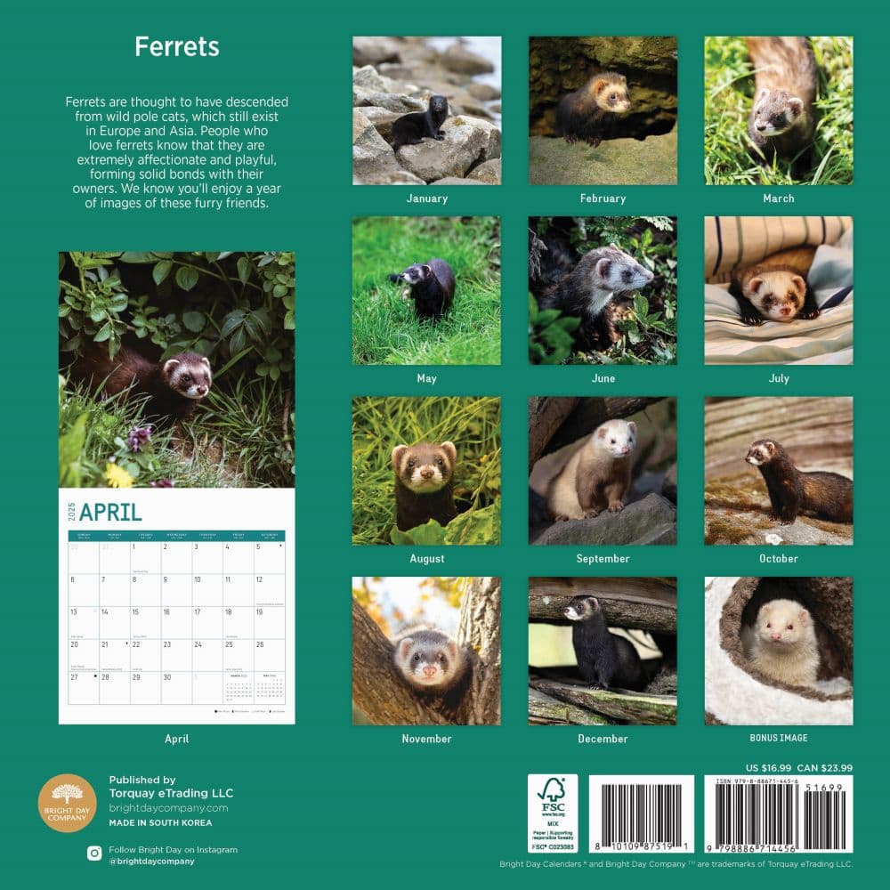 Ferrets 2025 Wall Calendar