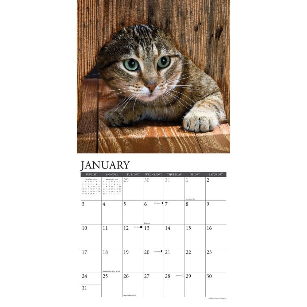 Cats Wall Calendar