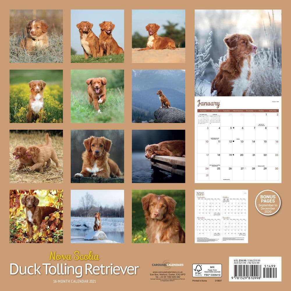 nova scotia duck tolling retriever stuffed animal