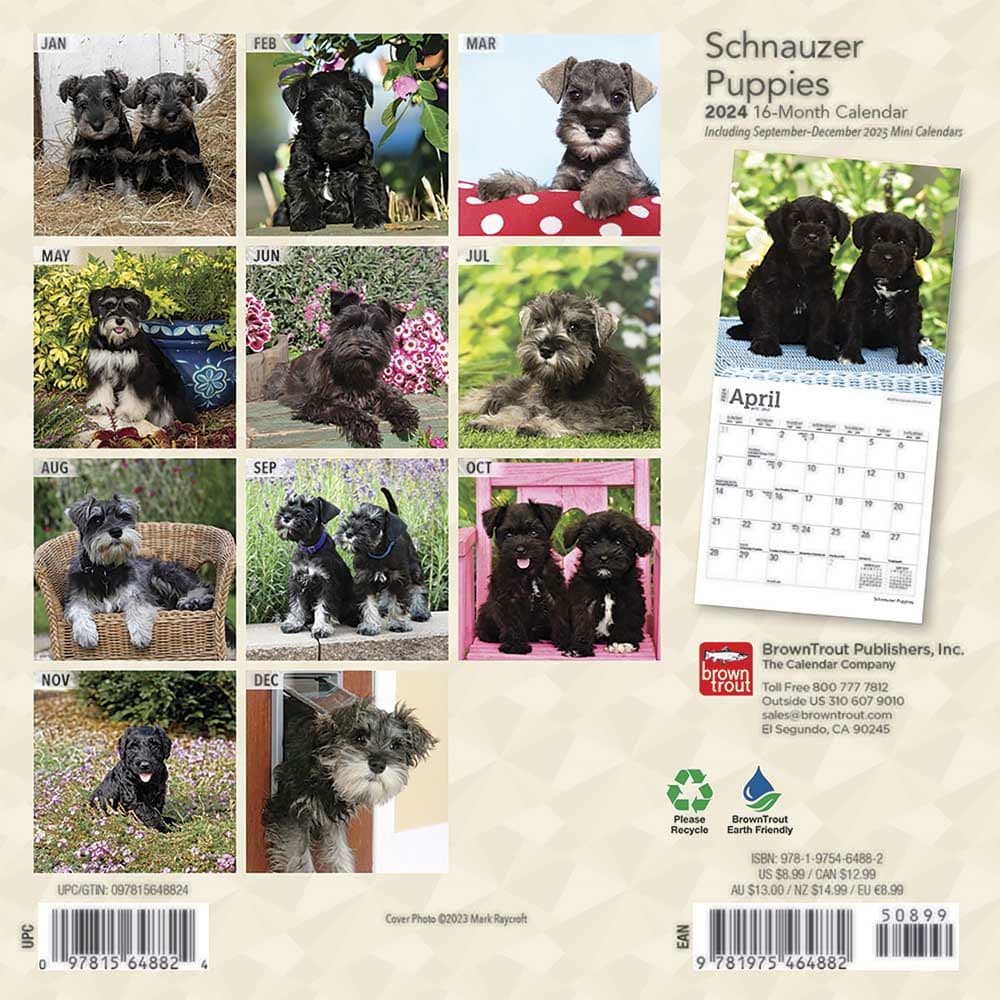 Schnauzer Puppies 2024 Mini Wall Calendar