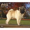 image Pugs Deluxe 2024 Wall Calendar Main Product Image width=&quot;1000&quot; height=&quot;1000&quot;