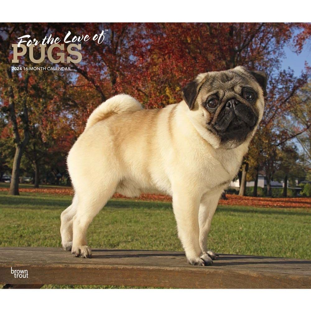 Pugs Deluxe 2024 Wall Calendar Main Product Image width=&quot;1000&quot; height=&quot;1000&quot;
